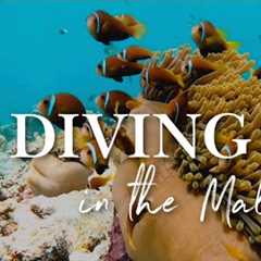 DIVING IN THE MALDIVES 🐠🐟🦈🐢 : Best spot in the world for scuba diving in 2021 (4K VIDEO)