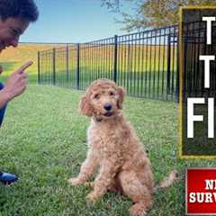 NEW PUPPY SURVIVAL GUIDE: The FIRST Things to Teach Your NEW PUPPY! (EP: 3)