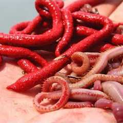 SAVE YOUR MONEY! Artificial Gulp Worms VS LIVE Bloodworms