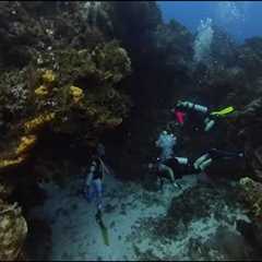 Cozumel Scuba Diving with OSEA and Lancaster Family!