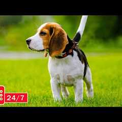 TV for Dogs 24/7: Video Endless Entertainment for Dogs to Watch Anti-Anxiety & Boredom-Music..