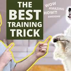 The Best Dog Training Trick You Can Teach Your Dog Right Now!