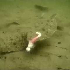 underwater camera view of summer flounder/fluke feeding frenzy