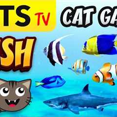 CAT GAMES  🌊📺🐟 FISH Compilation for cats 🐠🙀 4K 60 FPS [3 HOURS]