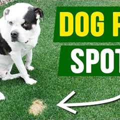 How to FIX Dog Pee Spots 100% of the Time!