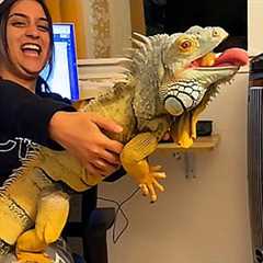 Clingy Iguana Chases Owners Around The House to Get Extra Kisses | Cuddle Buddies