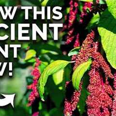 Amaranth: The Prehistoric Crop You Can Still Grow 🦕