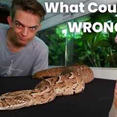 Getting Bitten And Keeping Venomous Snakes