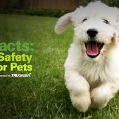 Yard Safety Tips for Pets