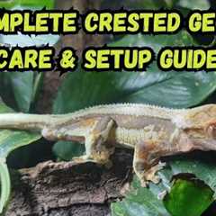 Complete Crested Gecko Care & Setup Guide