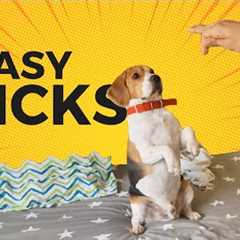 7 Cool Tricks to Teach your Beagle (with step-by-step Guide)