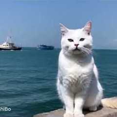 Cute cat watching the sea and ships passing by Funny cats  | MR_ShiBo