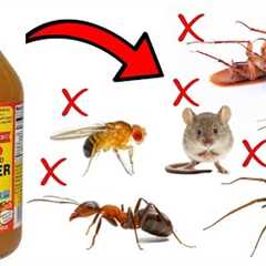 How to Get Rid of Household Pests With Apple Cider Vinegar - ANTS, COCKROACHES, SPIDERS, FLIES, Etc