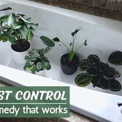 DIY Pest Control Spray: Organic pest control for plants that WORKS!