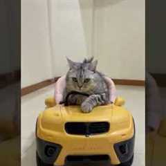 Cute cat is very happy with his new car Funny cats  | MR_ShiBo