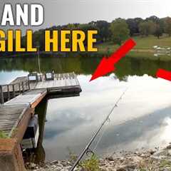 Fall Fishing For Bass And Bluegill - GULP Minnow Fishing From Shore