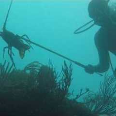 Scuba Diving Paradise - 3 Hidden Dive Sites near Palmas del Mar in Humacao, Puerto Rico