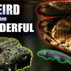 15 Insanely Cool Freshwater Oddball Fish You Need in Your Aquarium!