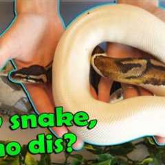 What to do When you Bring a New Snake Home!