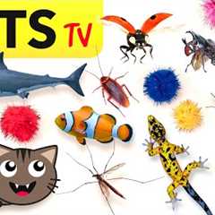 CAT GAMES 📺🪳 2024 Ultimate CATS TV Compilation 🐠😻🦂 4K 60 FPS [5 HOURS]