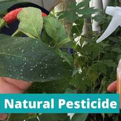 DIY PESTICIDE | HOMEMADE INSECT REPELLANT | Natural Pesticide for Plants | Effective Insecticide