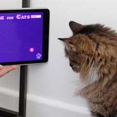 MY CATS Play APP GAMES!