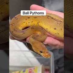 Corn Snake vs Ball Python: What Makes A Better Pet? 🤔🐍