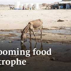 The global food crisis, explained