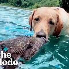 The World's Cutest Interspecies Friendships | The Dodo