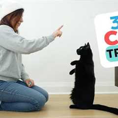 30 Tricks To Teach Your Cat