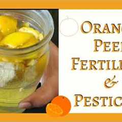 Orange Peel Fertilizer/Pesticide | Get rid of aphids, ants and spider mites