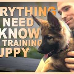 Everything You NEED TO KNOW When Training Your PUPPY!