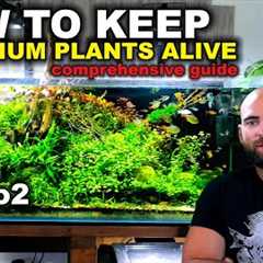 How To Keep Low Tech Aquarium Plants Alive - Comprehensive Guide 2022