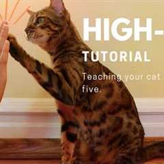 how to teach your cat to highfive