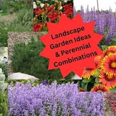 Landscape Design Ideas and Perennial Combinations