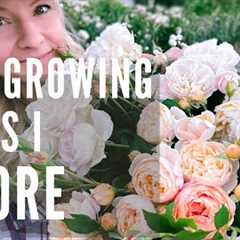 Rose growing MYTHS you don't need to follow!