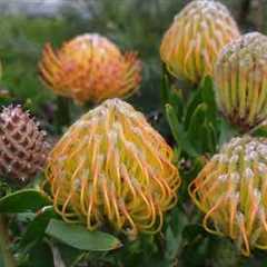 How To Plant Exotic Pincushion Protea Plants - Gardening Tips