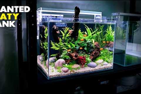 Aquascape Tutorial: Planted Platy Aquarium (How To: Step by Step Fish Tank Guide)