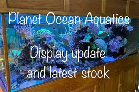 More marine fish and corals for your reef aquarium including display update
