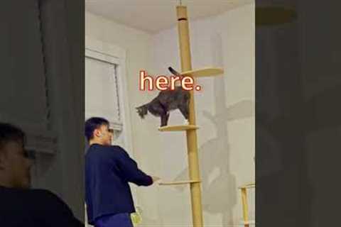 How to train your cat #cat #training #pet #kitten #cattraining #cattree #catobstacles #catplay