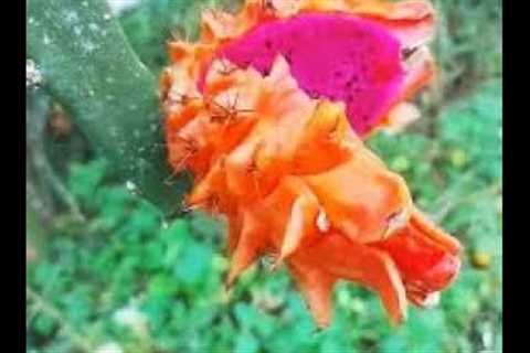 FREDDIE'S FARM (NAIROBI) : ORANGE GIANT AND ASUNTA 5 DRAGON FRUITS : ORGANIC AGRICULTURE