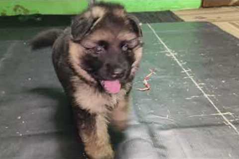 This is why Everyone needs a German Shepherd in their life 🐶 / german shepherd puppies