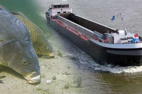 Canal fishing with underwater camera's: How Do Carp React To Big Boats?