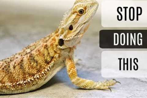 Common Bearded Dragon Care Mistakes