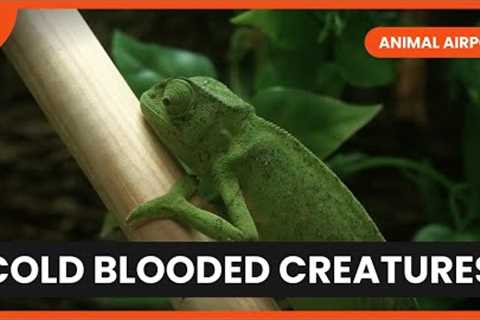 Exotic PETS at Heathrow! - Animal Airport - Animal Documentary