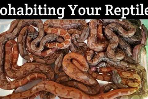 Cohabiting Your Reptiles! Keeping multiple snakes together in on cage. Can you do it?