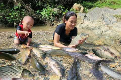 Meeting a giant school of fish - catching and trapping fish on a rainy day - cooking with my son