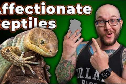THE MOST AFFECTIONATE REPTILES! Reptiles That Love You Back!