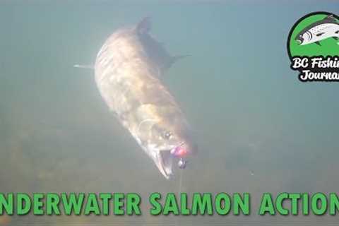 THE UNDERWATER BITE! Chum &amp; Coho Salmon Fishing with GoFish Cam