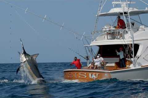 MONSTER Black Marlin Fishing in Panama